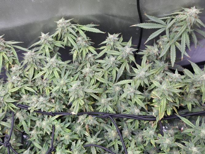 Bubblegum Femaleseeds. Week 14 - 10/04/2026 
Its no beauty pageant. They will swell and grow out lovely!