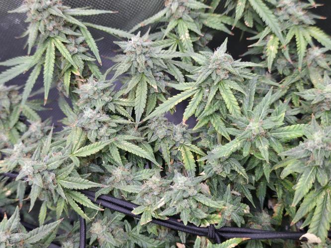 Bubblegum Femaleseeds. Week 14 - 10/04/2026 
Its no beauty pageant. They will swell and grow out lovely!