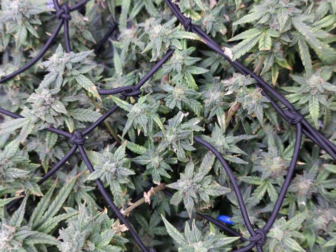 Bubblegum Femaleseeds. Week 14 - 10/04/2026 
Its no beauty pageant. They will swell and grow out lovely!