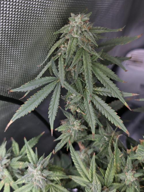 Bubblegum Femaleseeds. Week 14 - 10/04/2026 
Its no beauty pageant. They will swell and grow out lovely!