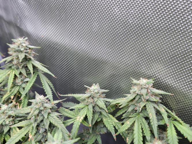 Bubblegum Femaleseeds. Week 14 - 10/04/2026 
Its no beauty pageant. They will swell and grow out lovely!