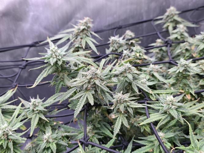 Bubblegum Femaleseeds. Week 14 - 10/04/2026 
Its no beauty pageant. They will swell and grow out lovely!