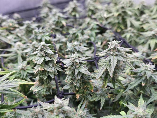 Bubblegum Femaleseeds. Week 14 - 10/04/2026 
Its no beauty pageant. They will swell and grow out lovely!