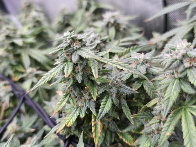 Bubblegum Femaleseeds. Week 14 - 10/04/2026 
Its no beauty pageant. They will swell and grow out lovely!