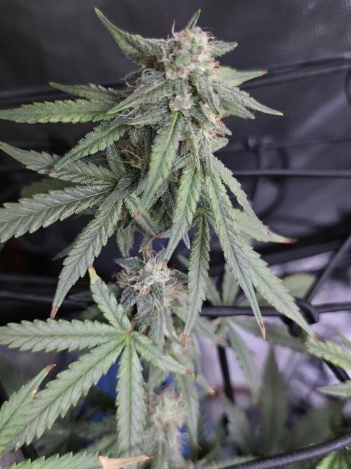 Bubblegum Femaleseeds. Week 14 - 10/04/2026 
Its no beauty pageant. They will swell and grow out lovely!