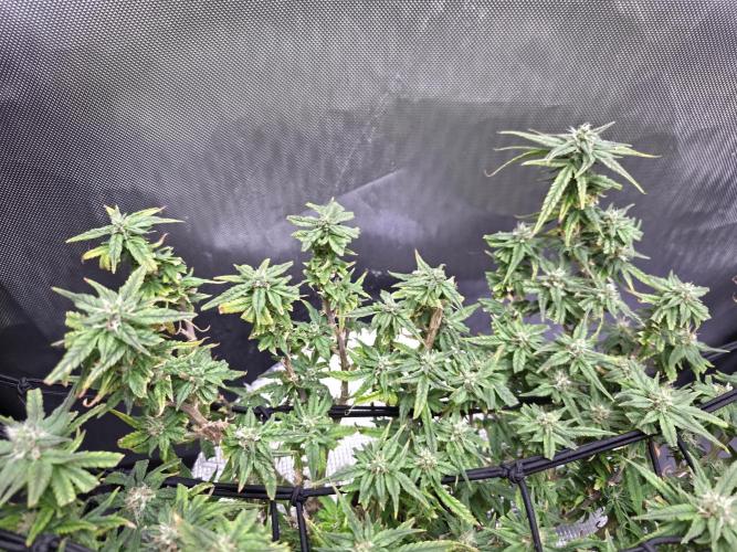 Bubblegum Femaleseeds. Week 14 - 10/04/2026 
Its no beauty pageant. They will swell and grow out lovely!