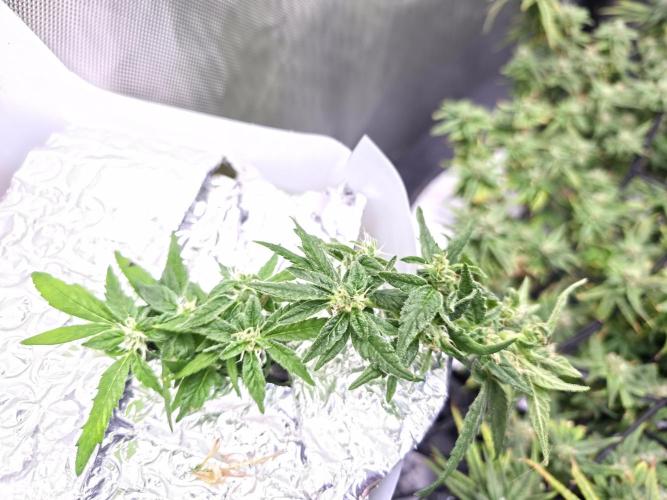 Bubblegum Femaleseeds. Week 14 - 10/04/2026 
Its no beauty pageant. They will swell and grow out lovely!