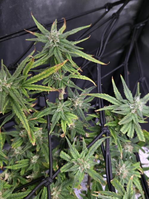 Bubblegum Femaleseeds. Week 14 - 10/04/2026 
Its no beauty pageant. They will swell and grow out lovely!