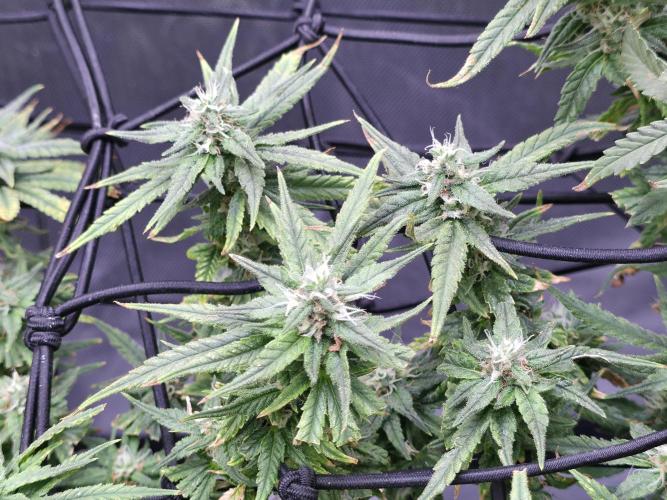 Bubblegum Femaleseeds. Week 14 - 10/04/2026 
Its no beauty pageant. They will swell and grow out lovely!