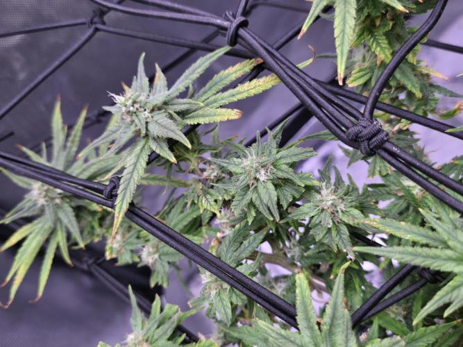 Bubblegum Femaleseeds. Week 14 - 10/04/2026 
Its no beauty pageant. They will swell and grow out lovely!