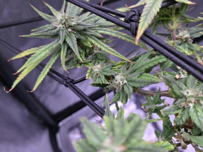 Bubblegum Femaleseeds. Week 14 - 10/04/2026 
Its no beauty pageant. They will swell and grow out lovely!