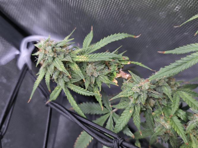 Bubblegum Femaleseeds. Week 14 - 10/04/2026 
Its no beauty pageant. They will swell and grow out lovely!