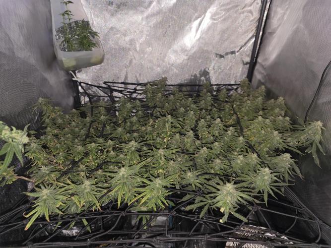 Bubblegum Femaleseeds. Week 14 - 10/04/2026 
2 hrs after lights off still praying 🙏 