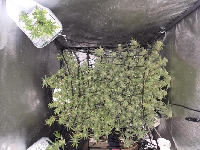 Bubblegum Femaleseeds. Week 14 - 11/04/2026
Close up pictures of "The Miniatures" - Bonsi Grows Side quest.