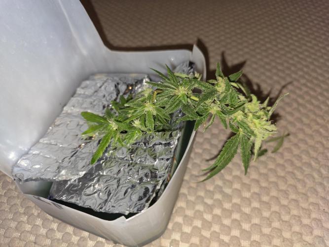 Bubblegum Femaleseeds. Week 14 - 11/04/2026
Close up pictures of "The Miniatures" - Bonsi Grows Side quest.