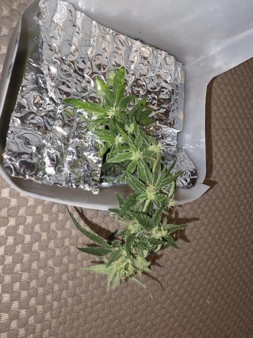 Bubblegum Femaleseeds. Week 14 - 11/04/2026
Close up pictures of "The Miniatures" - Bonsi Grows Side quest.