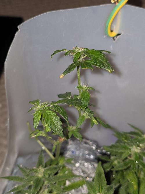 Bubblegum Femaleseeds. Week 14 - 11/04/2026
Close up pictures of "The Miniatures" - Bonsi Grows Side quest.