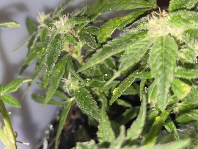 Bubblegum Femaleseeds. Week 14 - 11/04/2026
Close up pictures of "The Miniatures" - Bonsi Grows Side quest.
