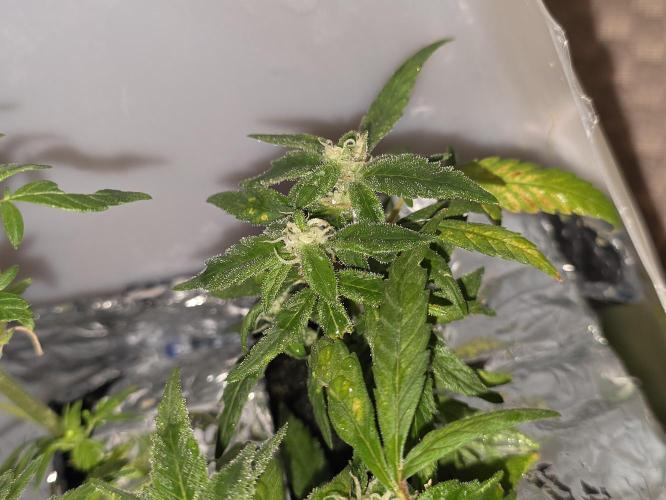 Bubblegum Femaleseeds. Week 14 - 11/04/2026
Close up pictures of "The Miniatures" - Bonsi Grows Side quest.