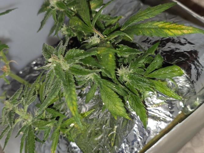 Bubblegum Femaleseeds. Week 14 - 11/04/2026
Close up pictures of "The Miniatures" - Bonsi Grows Side quest.