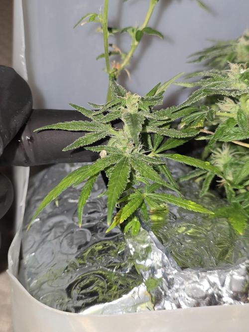 Bubblegum Femaleseeds. Week 14 - 11/04/2026
Close up pictures of "The Miniatures" - Bonsi Grows Side quest.