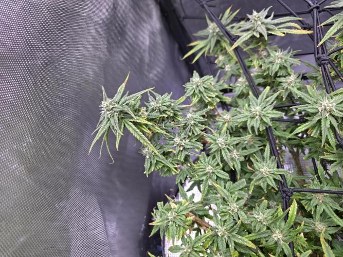 Bubblegum Femaleseeds. Week 14 - 12/04/2026