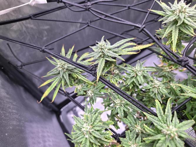 Bubblegum Femaleseeds. Week 14 - 12/04/2026