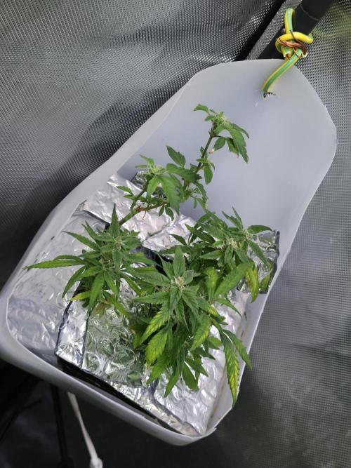 Bubblegum Femaleseeds. Week 14 - 12/04/2026
-  " The Miniatures look like little Ordorments