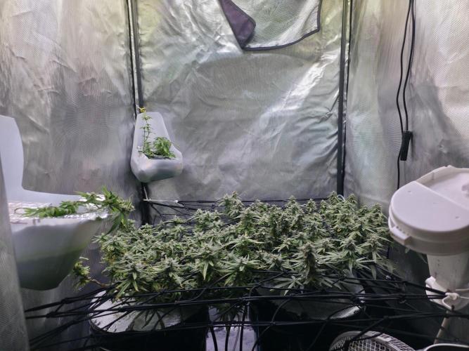Bubblegum Femaleseeds. Week 14 - 12/04/2026
