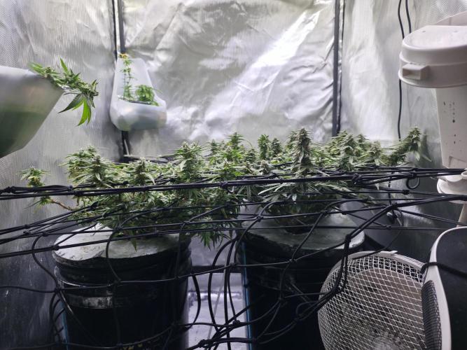 Bubblegum Femaleseeds. Week 14 - 12/04/2026