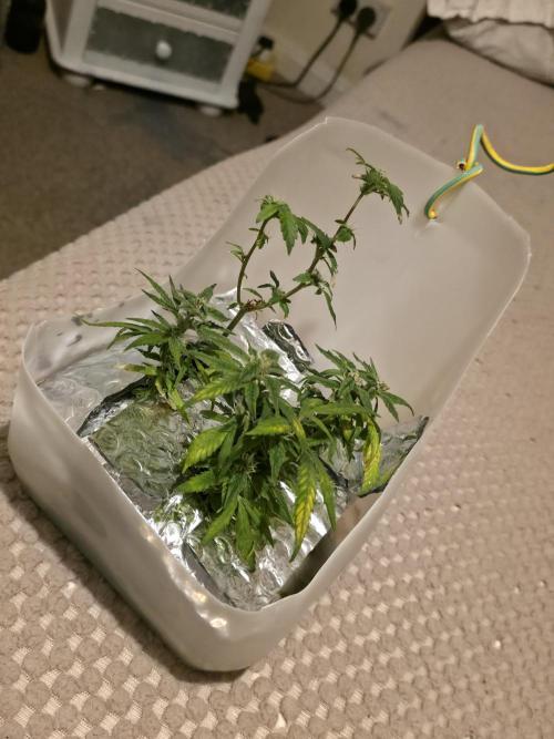 Bubblegum Femaleseeds. Week 14 - 12/04/2026
-  " The Miniatures look like little Ordorments