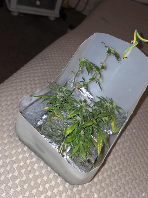 Bubblegum Femaleseeds. Week 14 - 12/04/2026
-  " The Miniatures look like little Ordorments