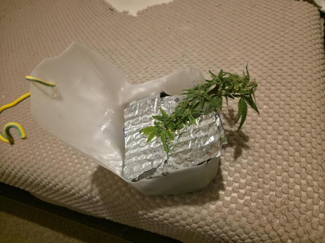 Bubblegum Femaleseeds. Week 14 - 12/04/2026
-  " The Miniatures look like little Ordorments