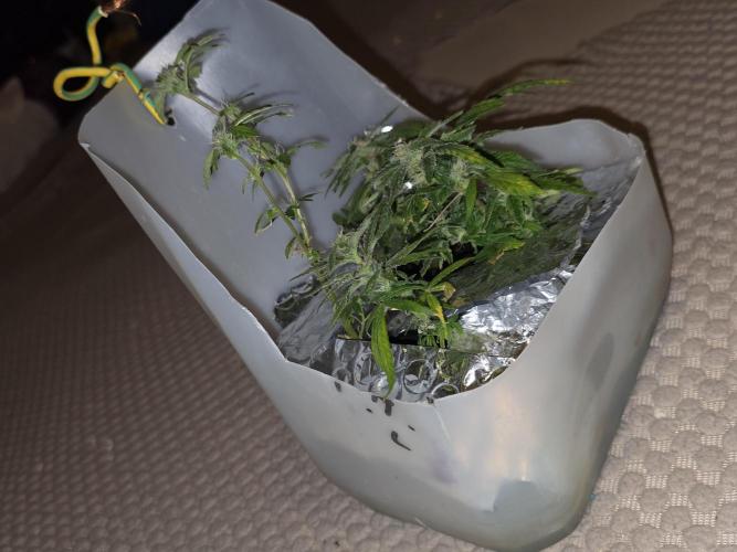 Bubblegum Femaleseeds. Week 14 - 12/04/2026
-  " The Miniatures look like little Ordorments