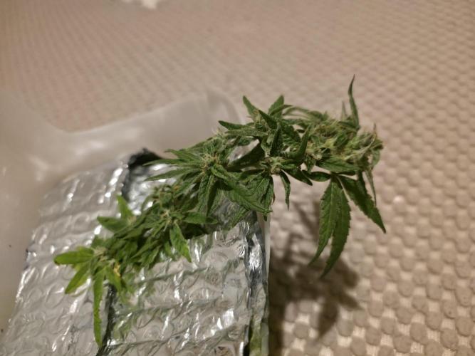 Bubblegum Femaleseeds. Week 14 - 12/04/2026
-  " The Miniatures look like little Ordorments