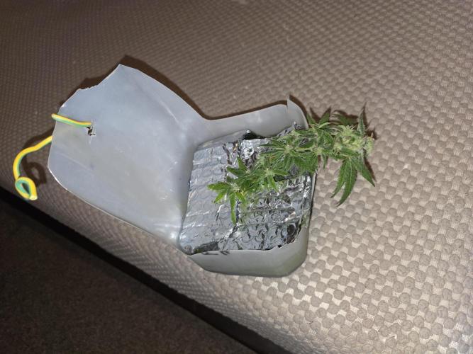 Bubblegum Femaleseeds. Week 14 - 12/04/2026
-  " The Miniatures look like little Ordorments
