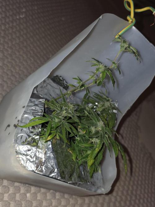 Bubblegum Femaleseeds. Week 14 - 12/04/2026
-  " The Miniatures look like little Ordorments