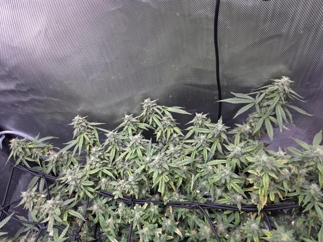 Bubblegum Femaleseeds. Week 14 - 12/04/2026