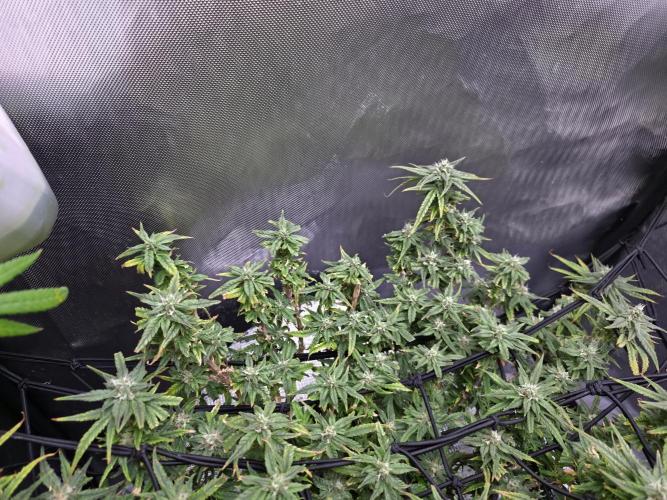 Bubblegum Femaleseeds. Week 14 - 12/04/2026
-  " The Miniatures look like little Ordorments
