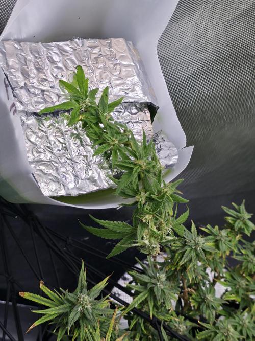 Bubblegum Femaleseeds. Week 14 - 12/04/2026
-  " The Miniatures look like little Ordorments