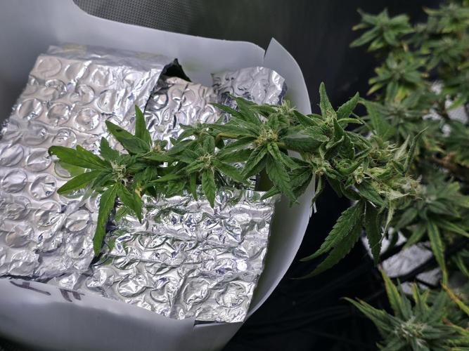 Bubblegum Femaleseeds. Week 14 - 12/04/2026
-  " The Miniatures look like little Ordorments