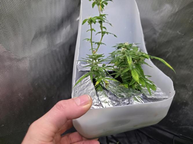 Bubblegum Femaleseeds. Week 14 - 12/04/2026
-  " The Miniatures look like little Ordorments
