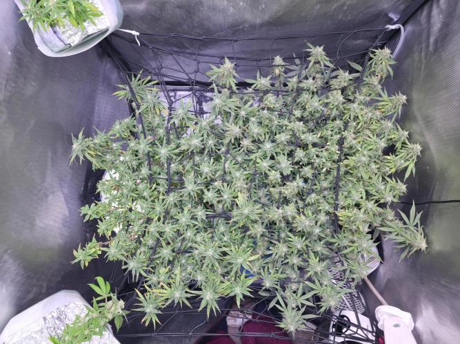 Bubblegum Femaleseeds. Week 15 - 13/04/2026
Midday 