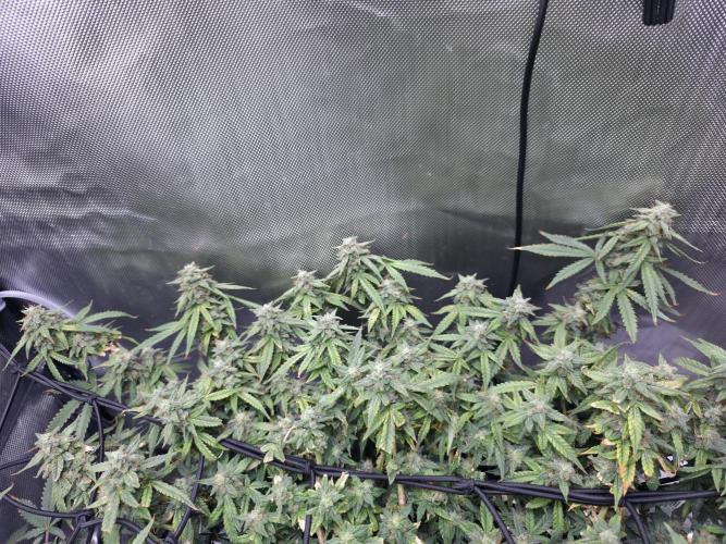 Bubblegum Femaleseeds. Week 15 - 13/04/2026
Midday