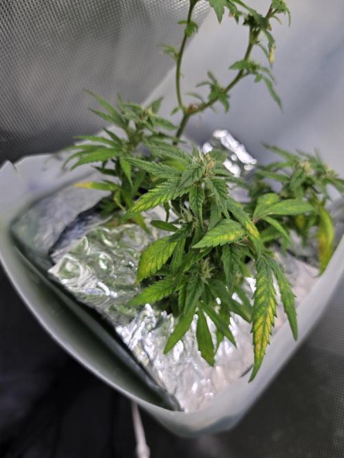 Bubblegum Femaleseeds. Week 15 - 13/04/2026
Midday