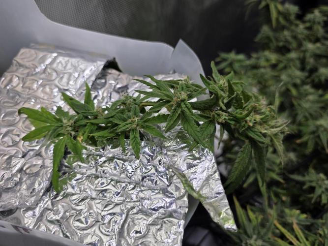 Bubblegum Femaleseeds. Week 15 - 13/04/2026
Midday