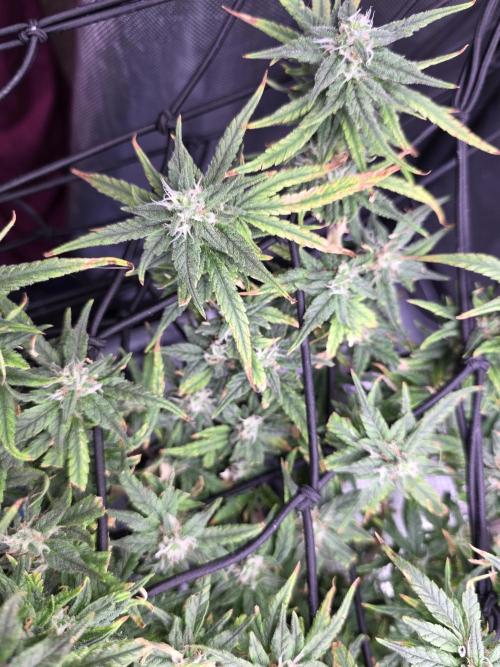 Bubblegum Femaleseeds. Week 15 - 13/04/2026
Midday