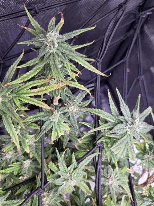 Bubblegum Femaleseeds. Week 15 - 13/04/2026
Midday
