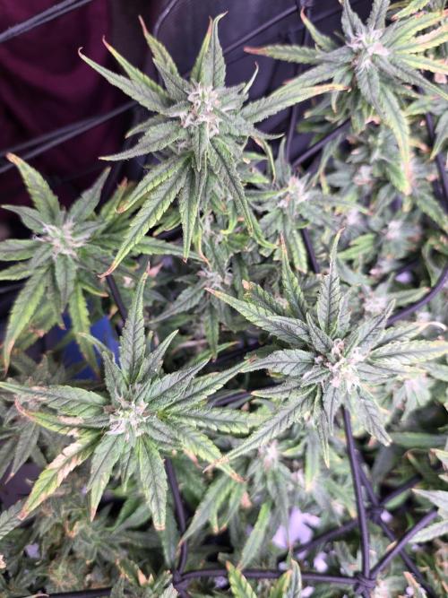 Bubblegum Femaleseeds. Week 15 - 13/04/2026
Midday