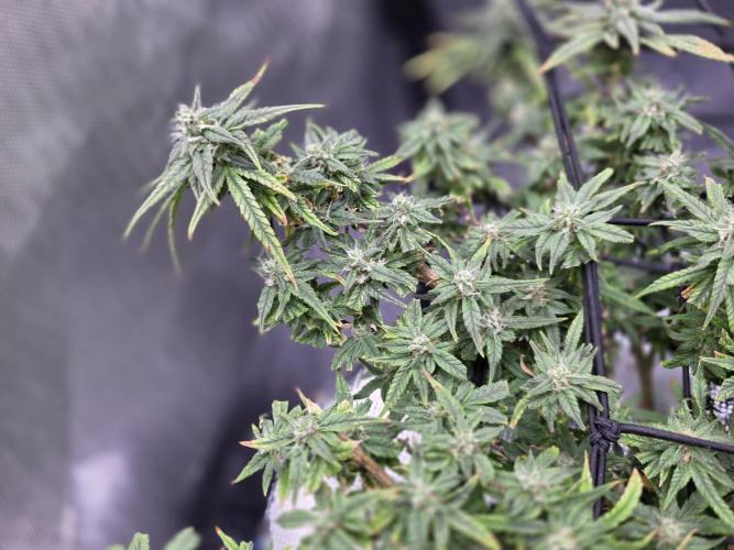 Bubblegum Femaleseeds. Week 15 - 13/04/2026
Midday